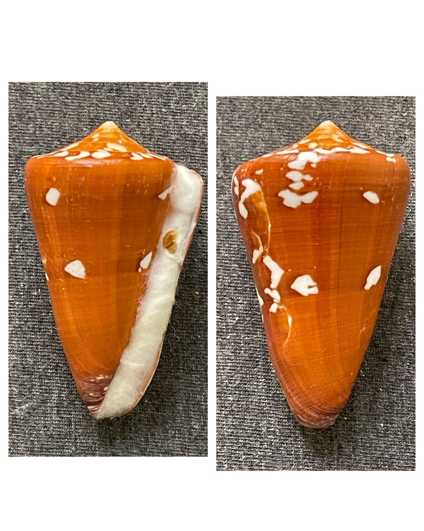 Darioconus auricomus, mm.47+ by divers at about 20 mt.depth from