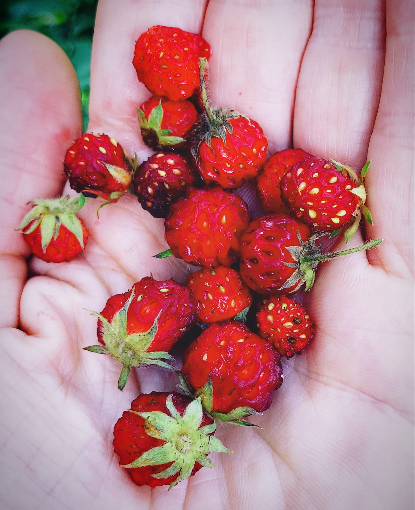 What happened to traditional wild strawberries?