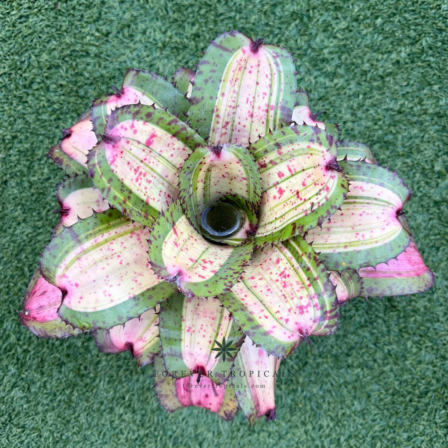 Forever - Neoregelia 'Hyena' | Facebook