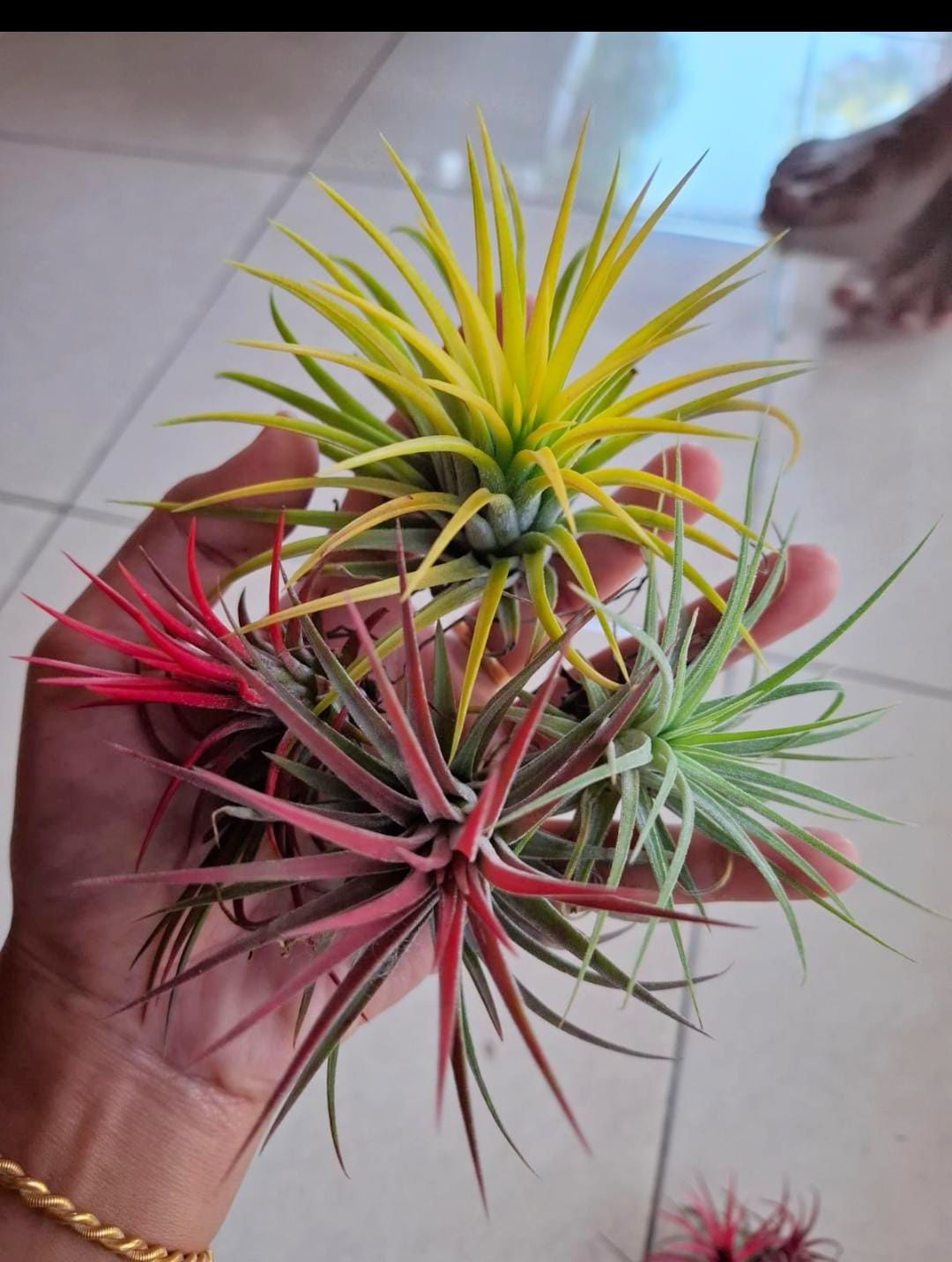 Tillandsia 'Totoro' cv.of ionantha #tillandsiaionantha