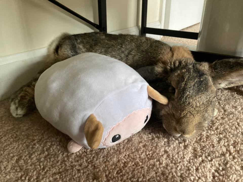 Thumbelina the Amazing... - Thumbelina the Amazing Rabbit