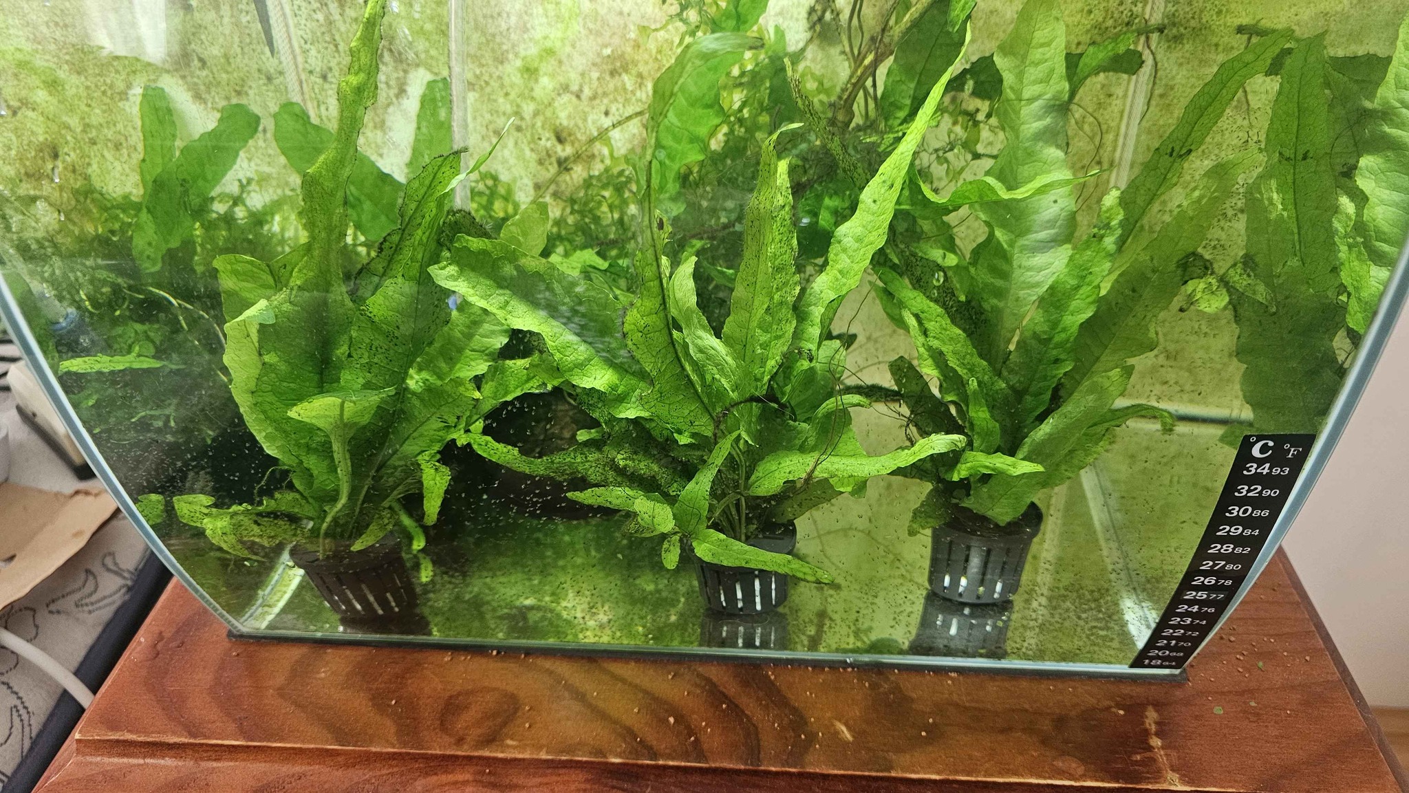 Big Java fern - Plants & Seedlings - Perth, Western Australia ...