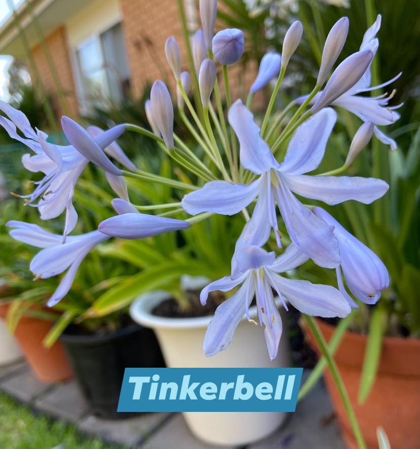 Rare Tinkerbell flowering variegated found at nursery
