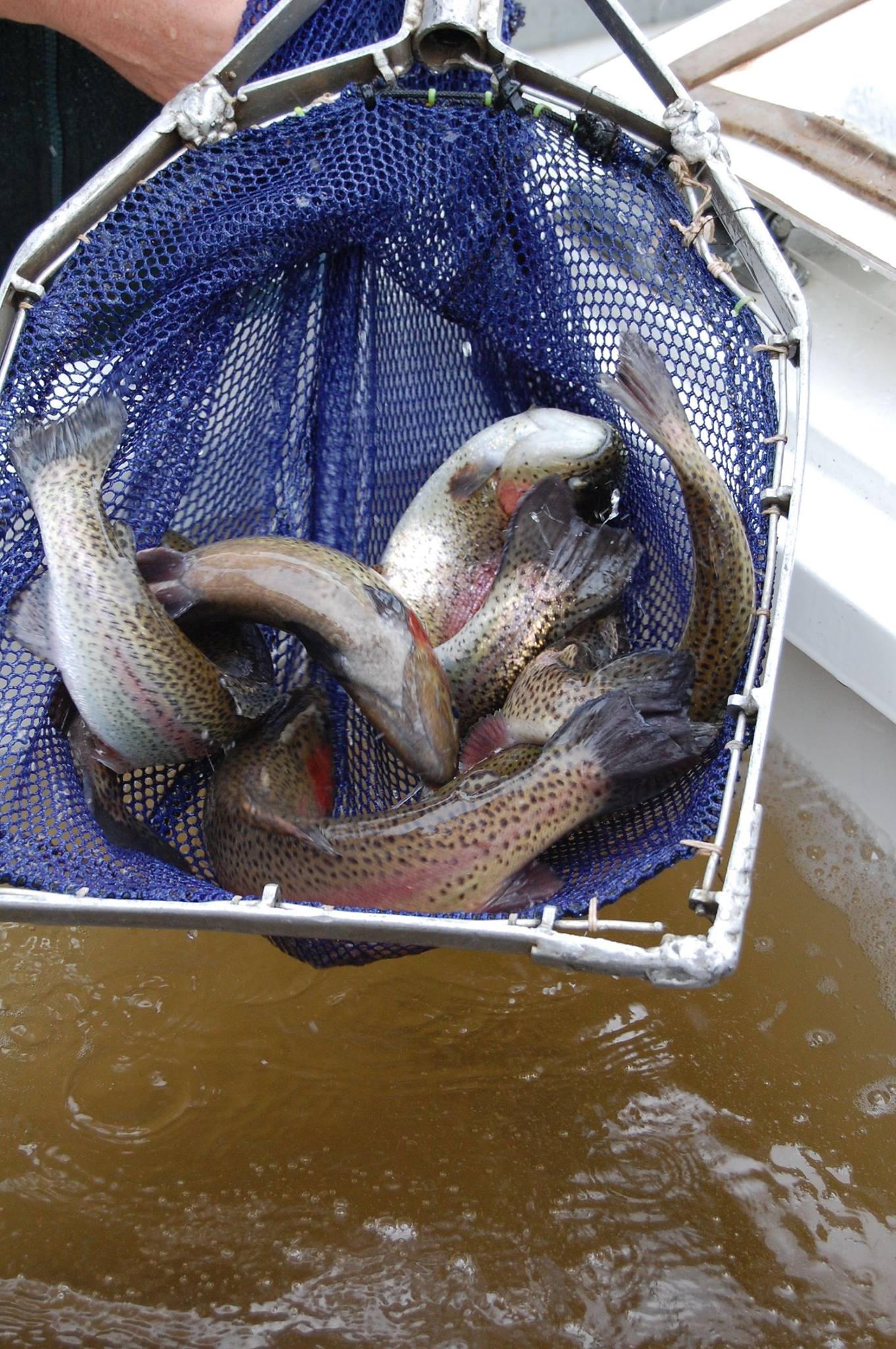 Victorian Fisheries Authority - We've stocked nearly 27,000 rainbow ...