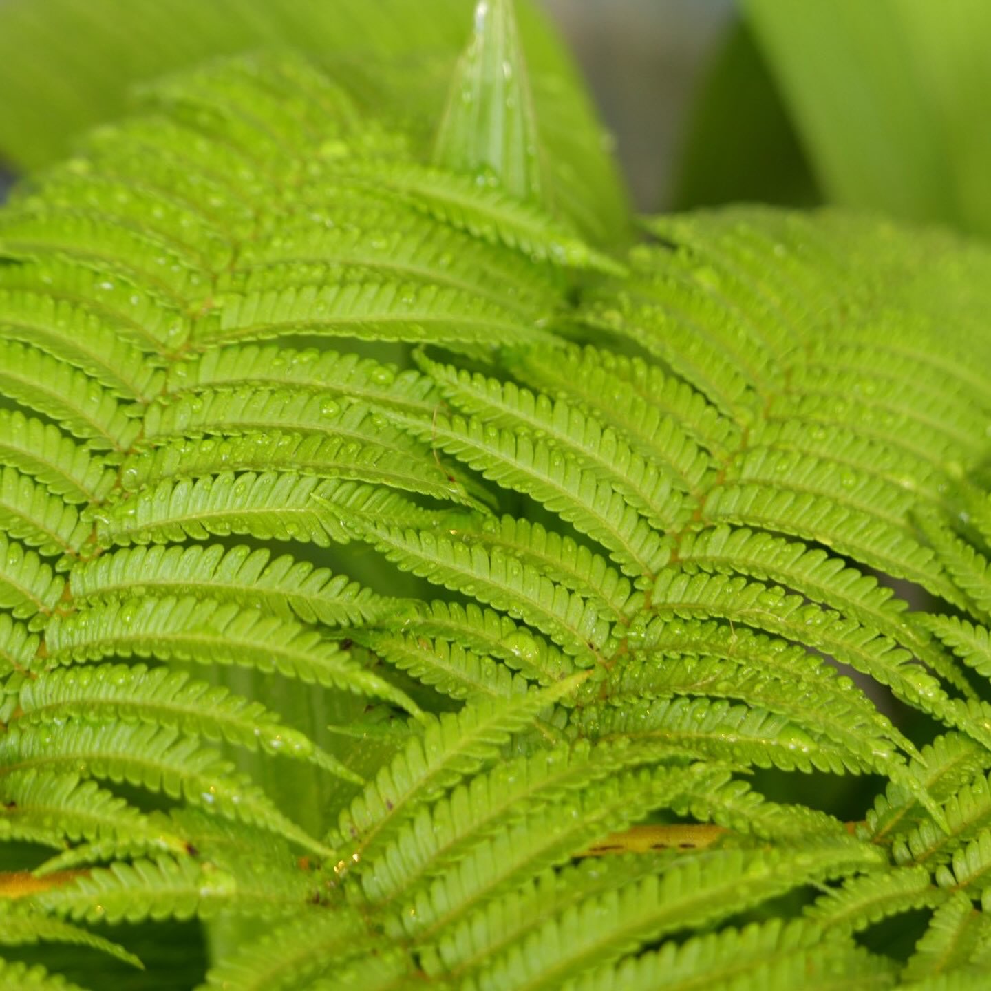 希少植物 玉クバ トックリビロウ 希少植物 玉クバ トックリビロウ 玉