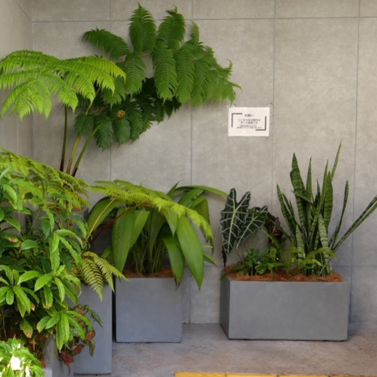 希少植物 玉クバ トックリビロウ 希少植物 玉クバ トックリビロウ 希少植物 玉クバ トックリビロウ 玉