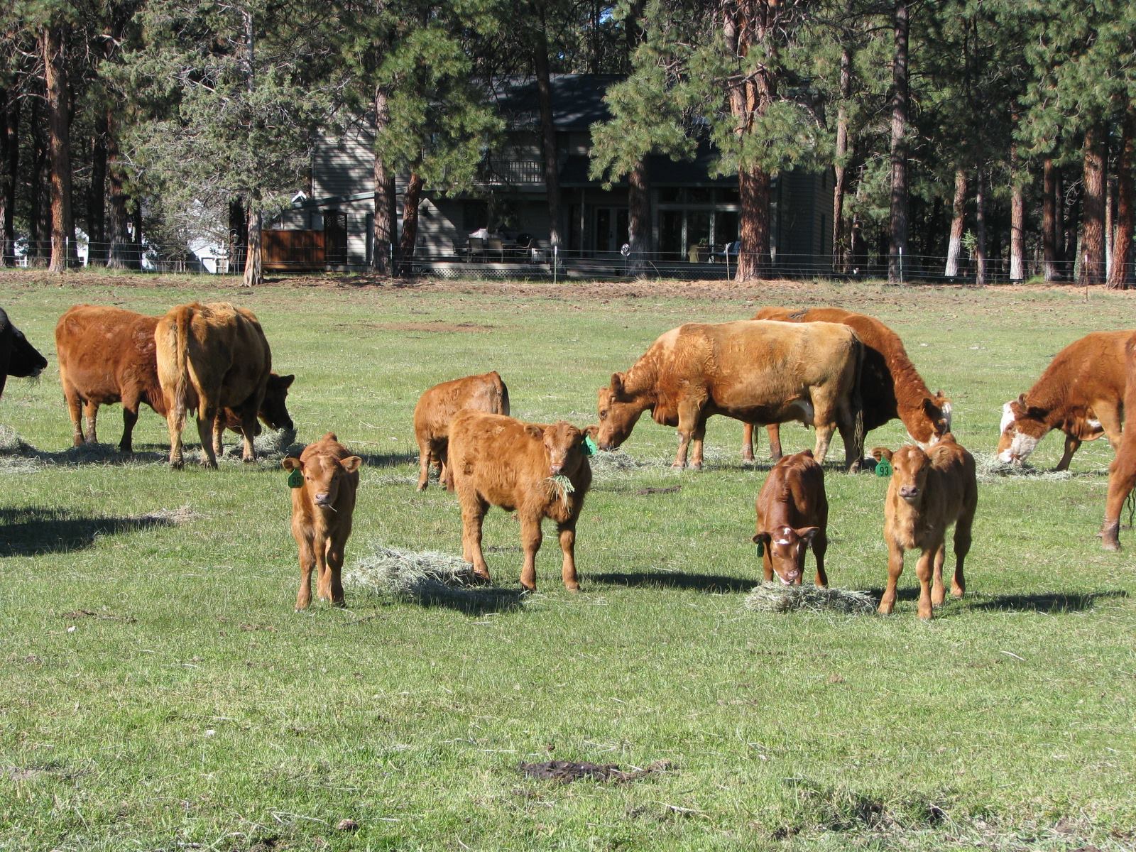 Willows Ranch Beef