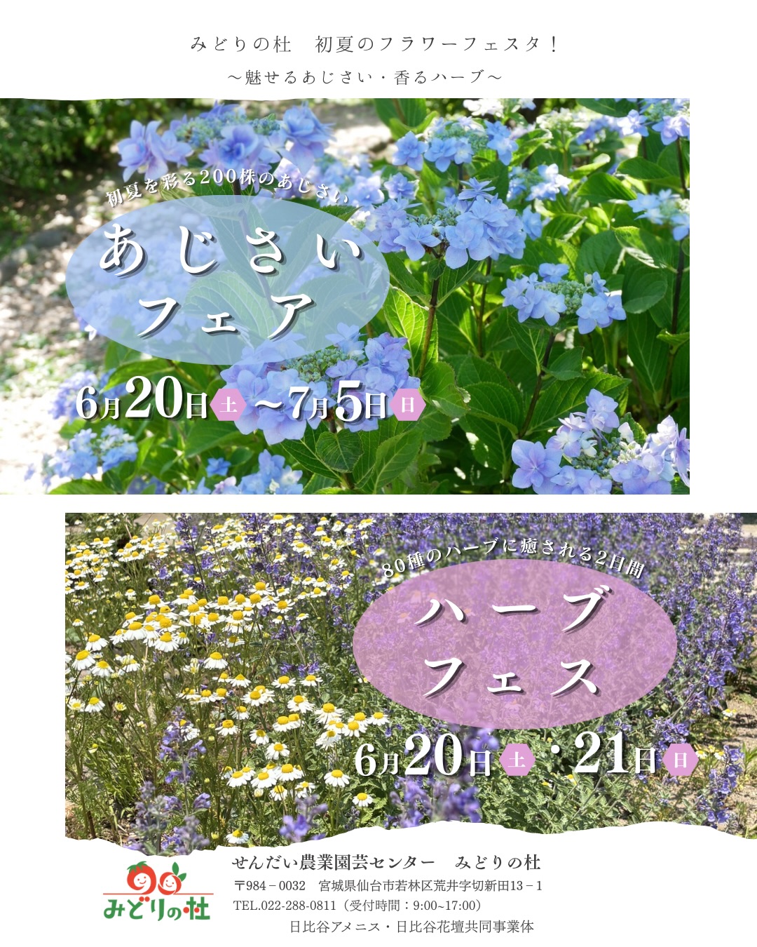みどりの杜で次に出会えるお花は・・・ あじさい&ハーブ✨ 6月20日(土