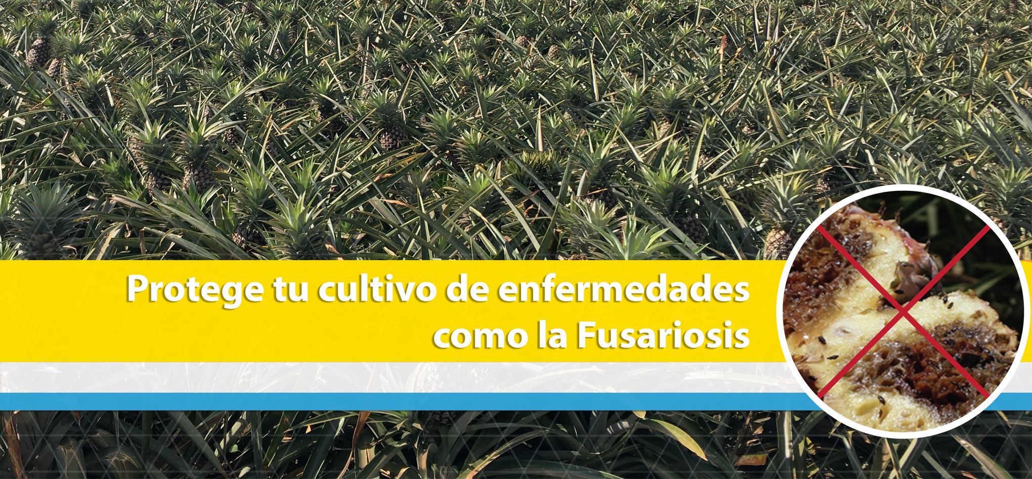Foragro - La Fusariosis de la Piña es una enfermedad...