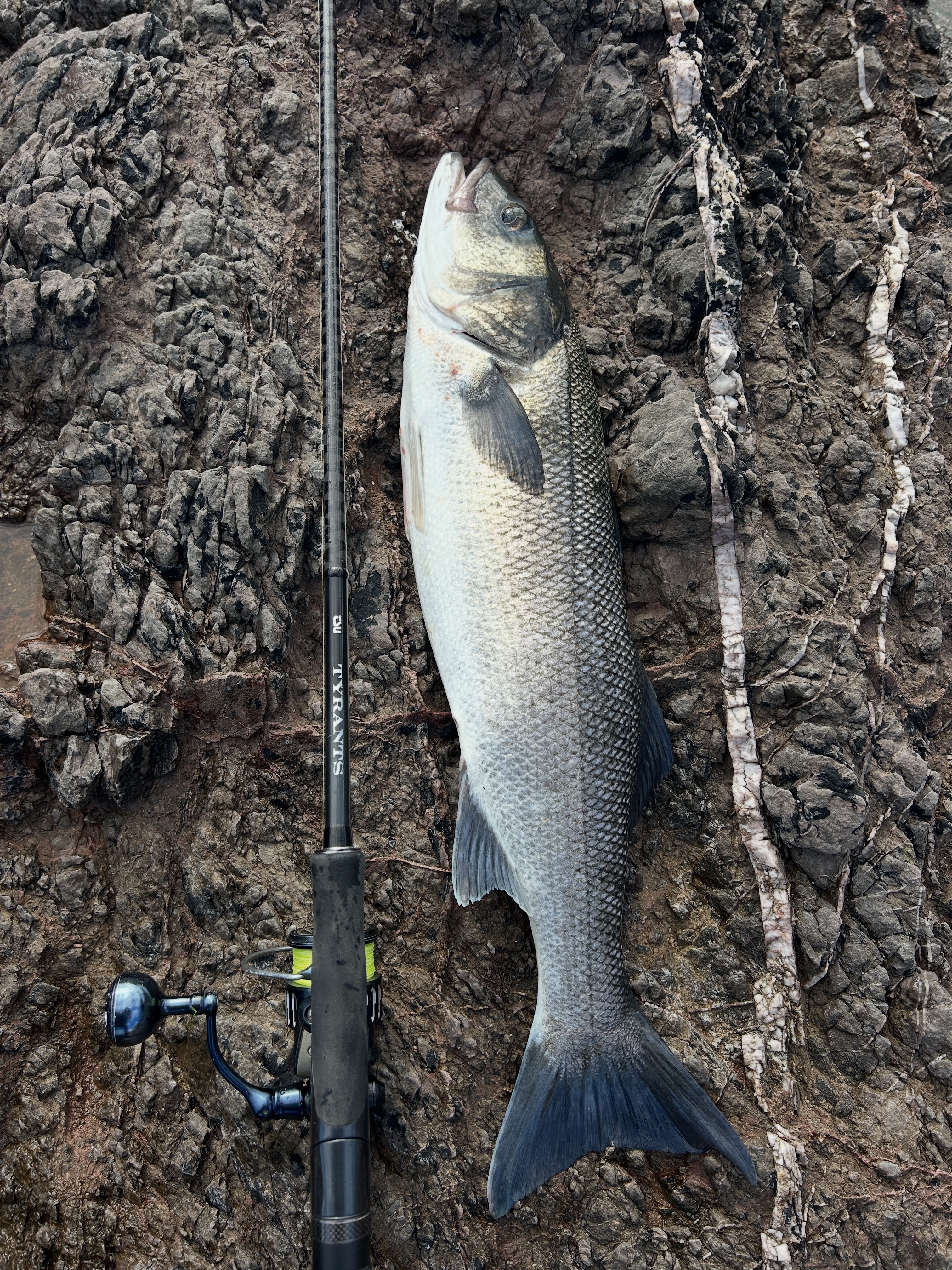 shimano 1000 fb reel Sedona FJ Spinning MC Color:Size  14 0 Daiwa Spinning FISHING Reel sea bass