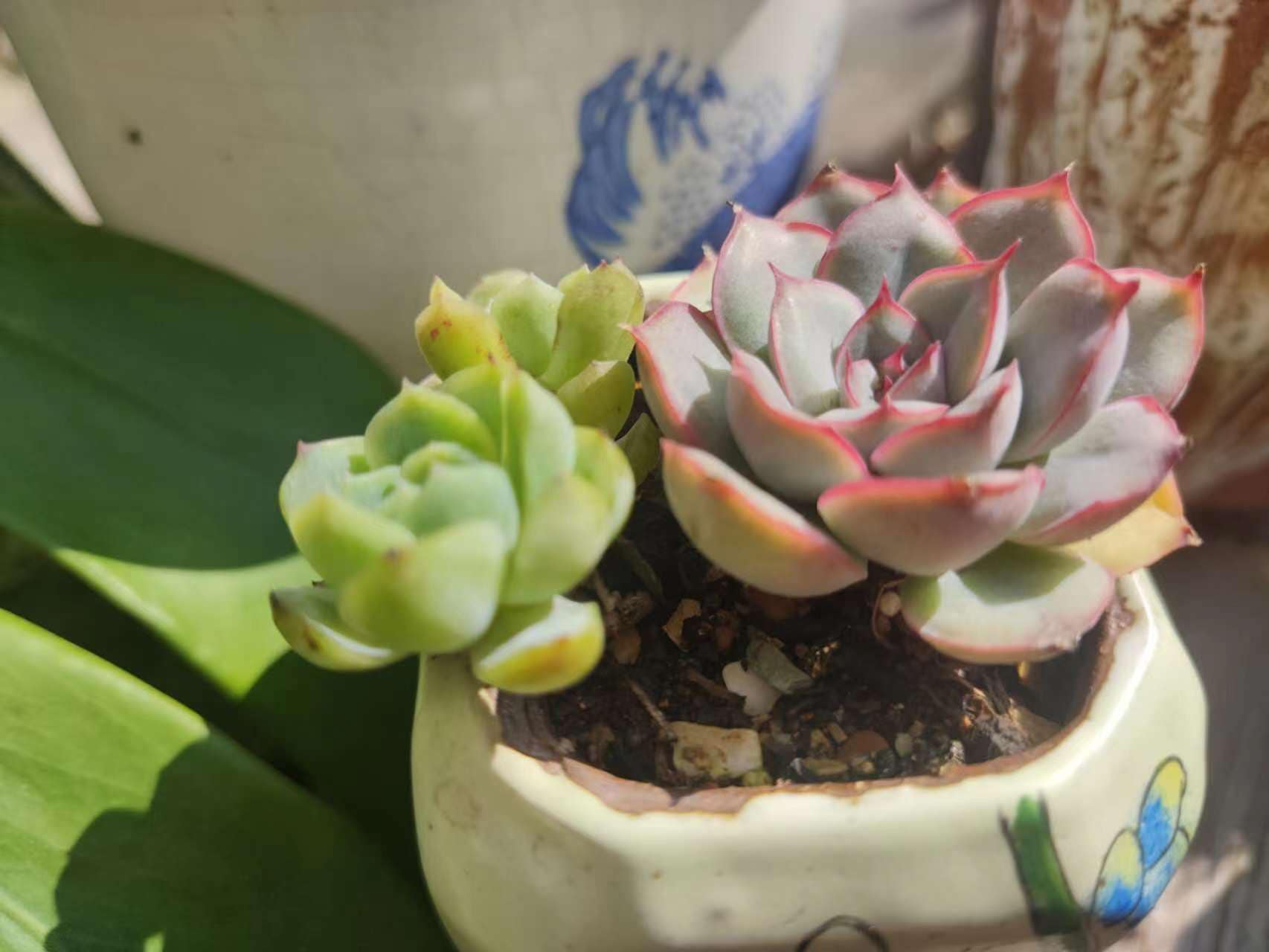 多肉寄せ植えビギナーズ☆ | Facebook