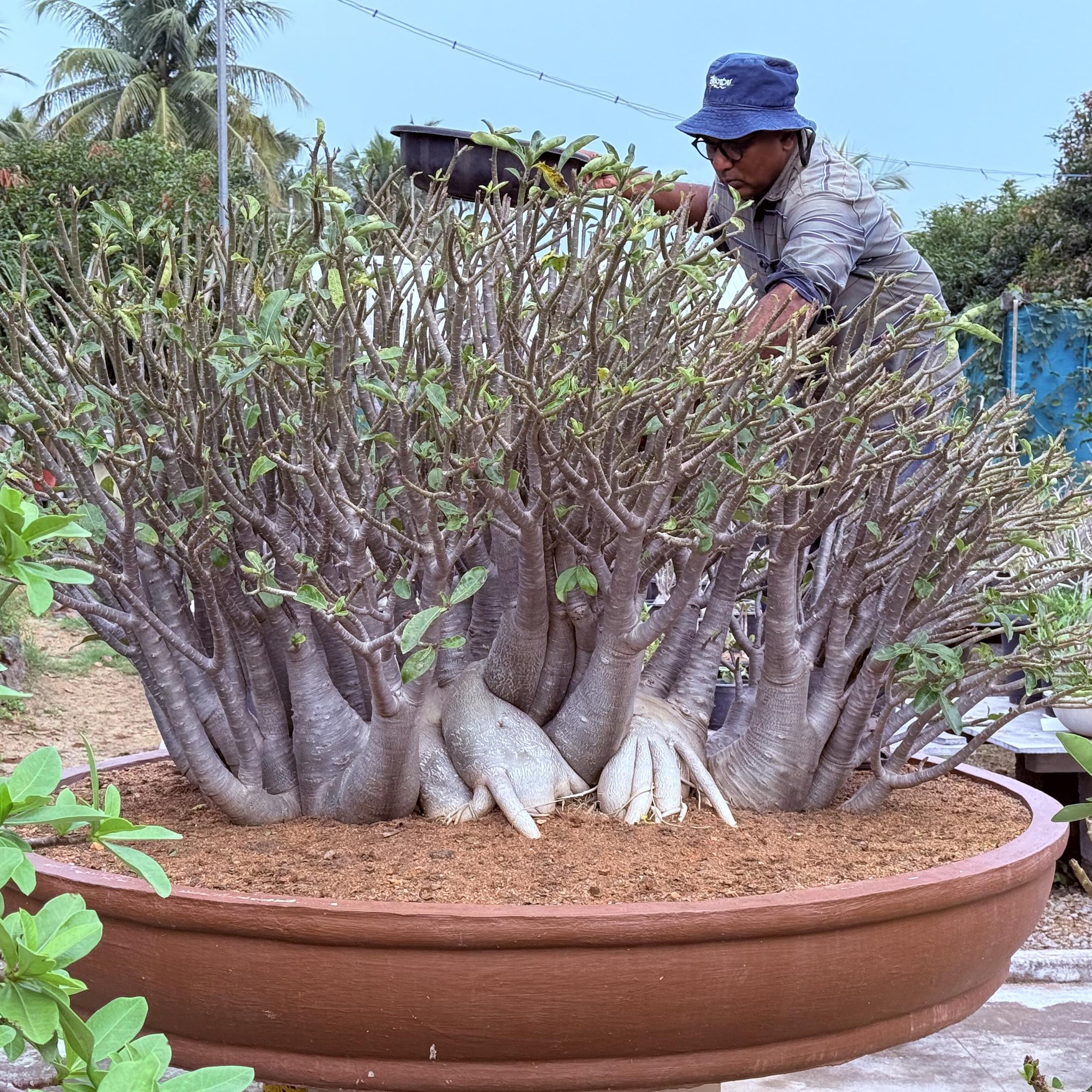 Hyb crispum ~ INR 1500 Seed grown,... - John F Roosevelt | Facebook