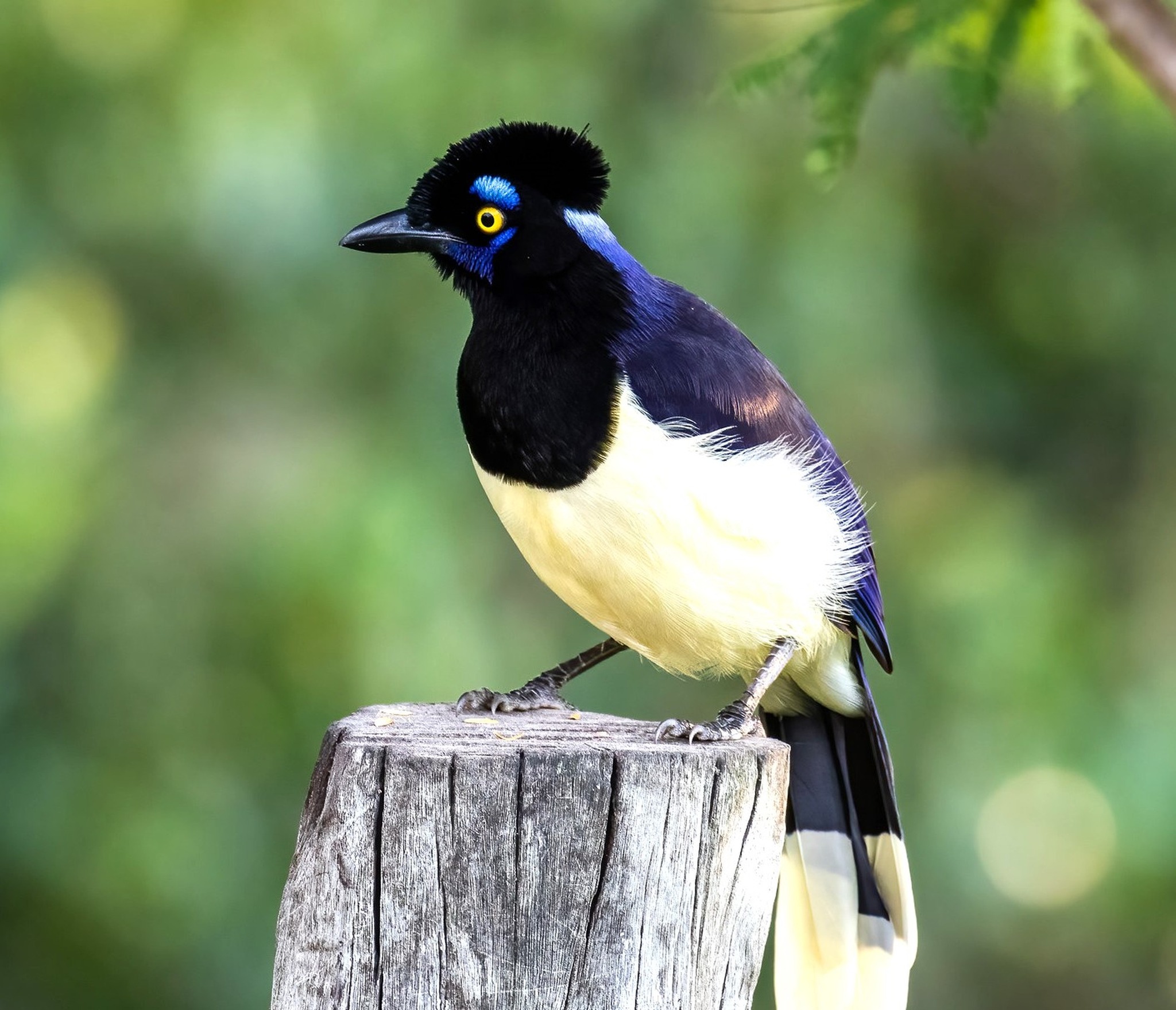 Plush-crested jay (Cyanocorax chrysops) Brazil, Bolivia, Paraguay