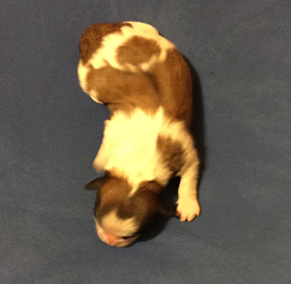 Name ideas for this... - Fuzzybear Puppies Fluffy Teddy Bears | Facebook