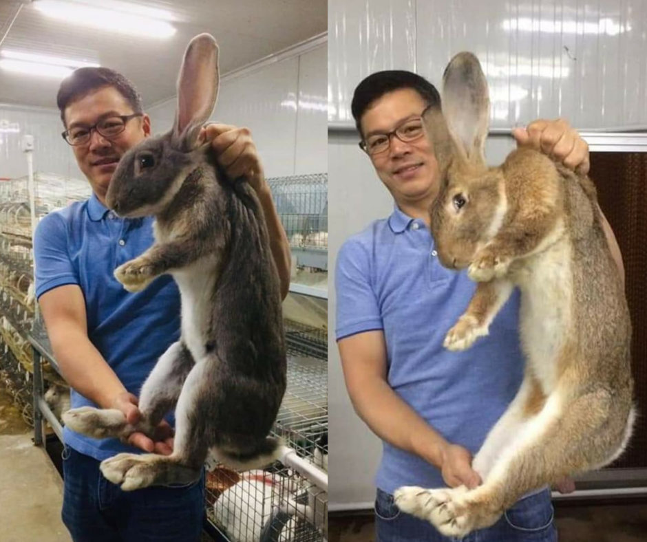 Sa pag Papalaki at pag papabilis ng... - Rabbit Connection Ph