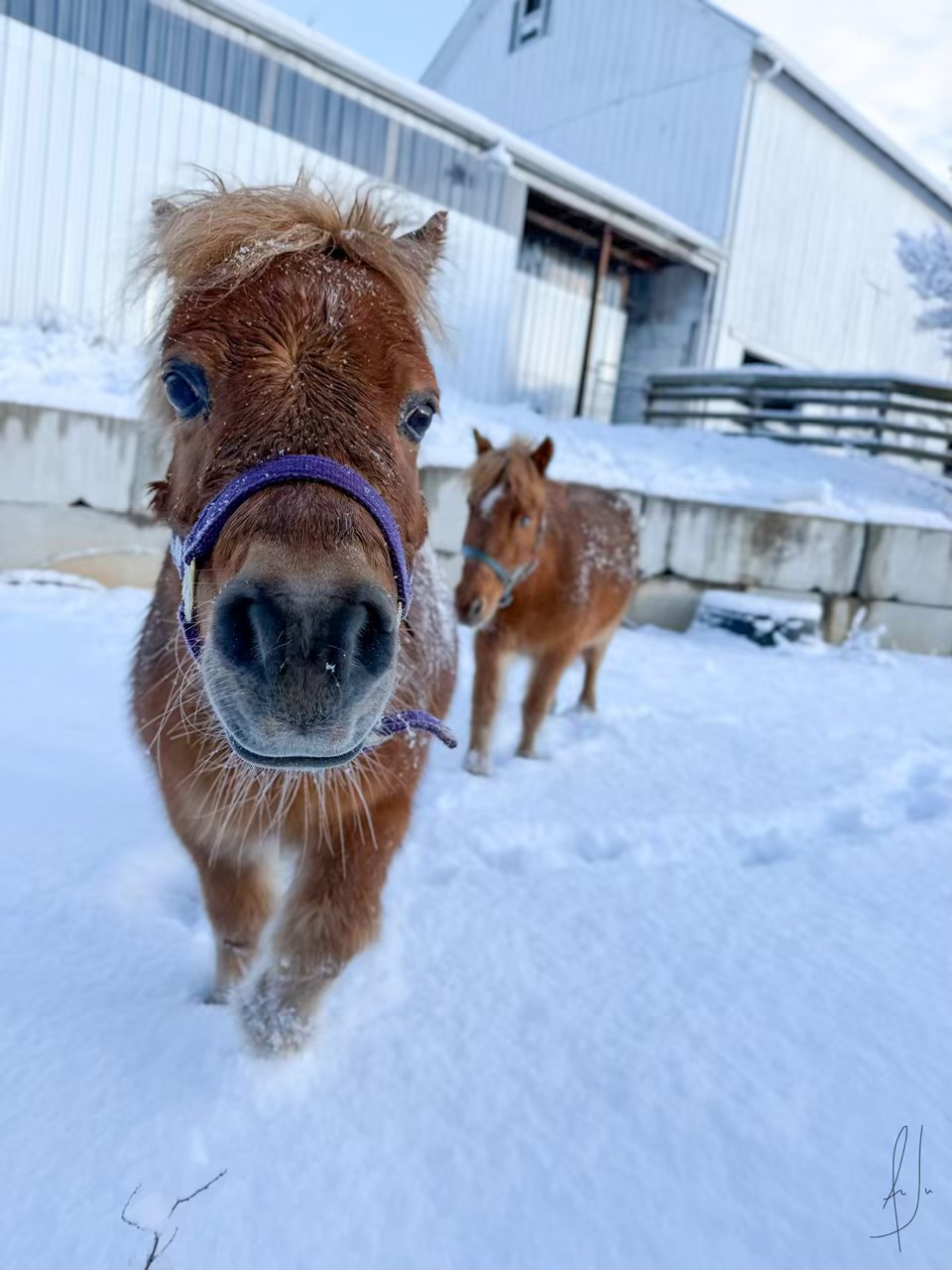 Bo would like to introduce... - Maryland Horse Rescue | Facebook