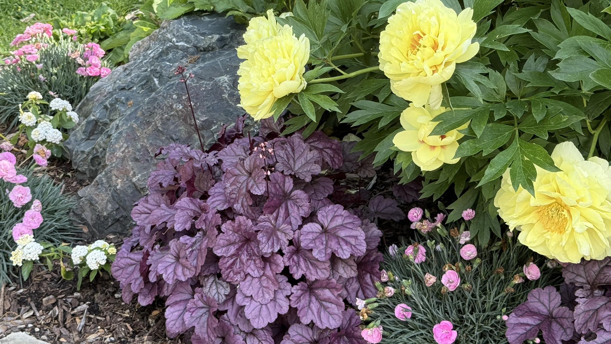 Raker-Roberta's - The R2 2026 Fall Garden Mum & Aster Catalog is ...