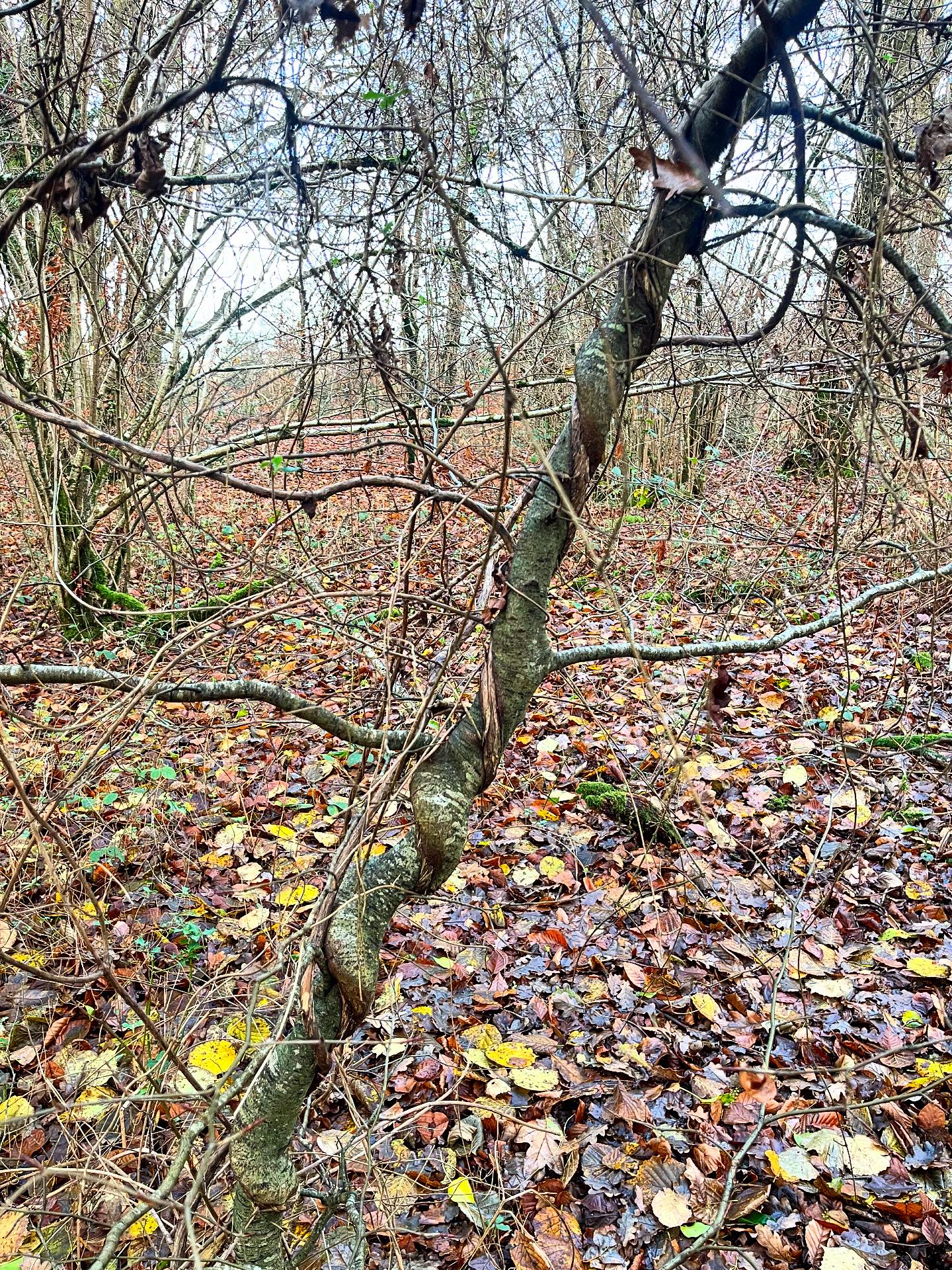 The Plant Path Folk