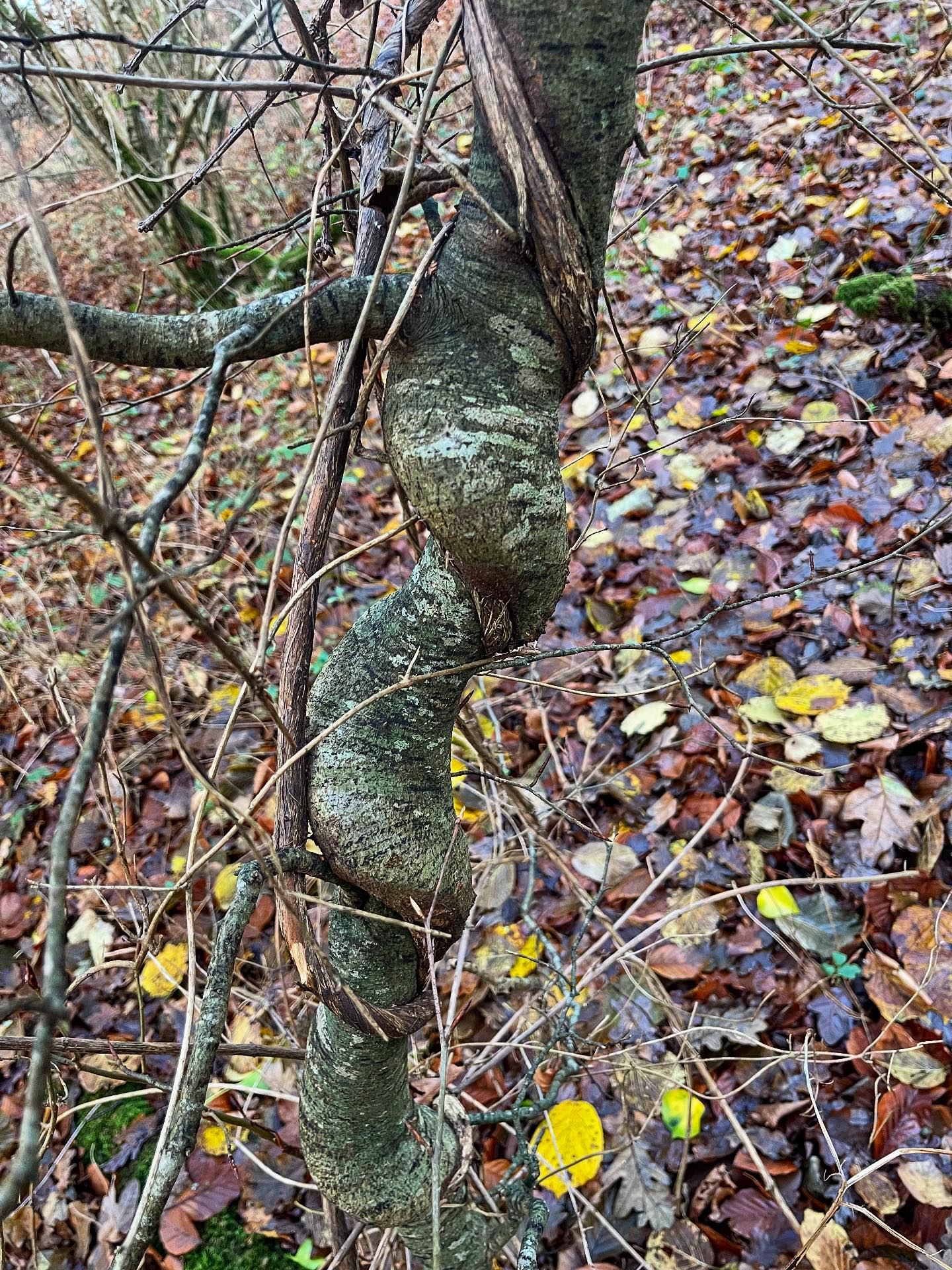 The twisting of a growing branch,... - The Plant Path Folk | Facebook