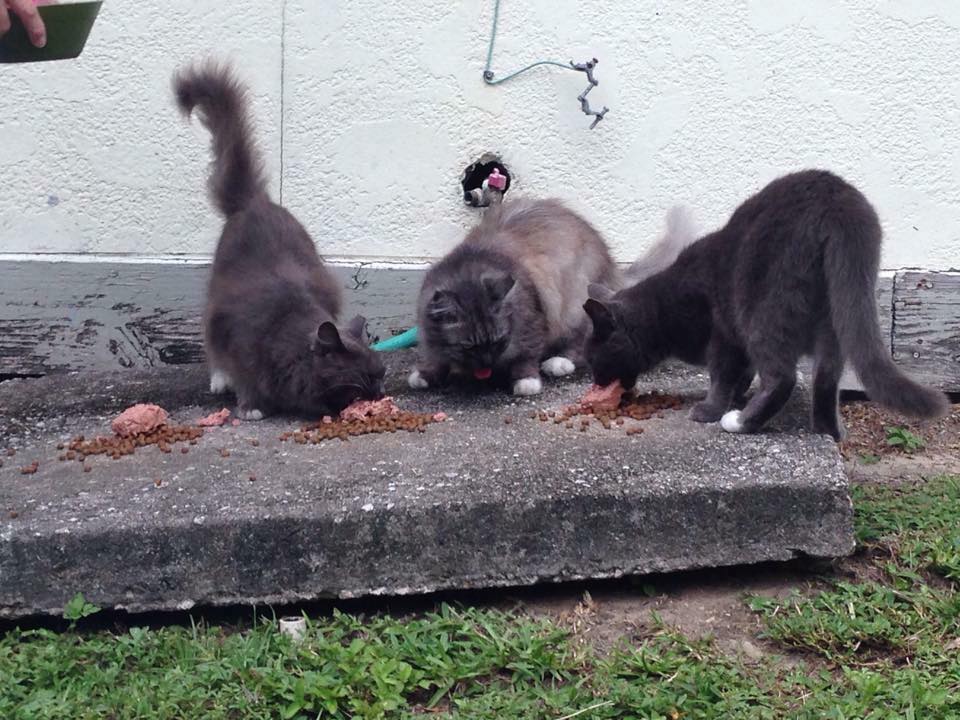 Camp Many Paws - We're undergoing a massive TNR operation, as well as ...