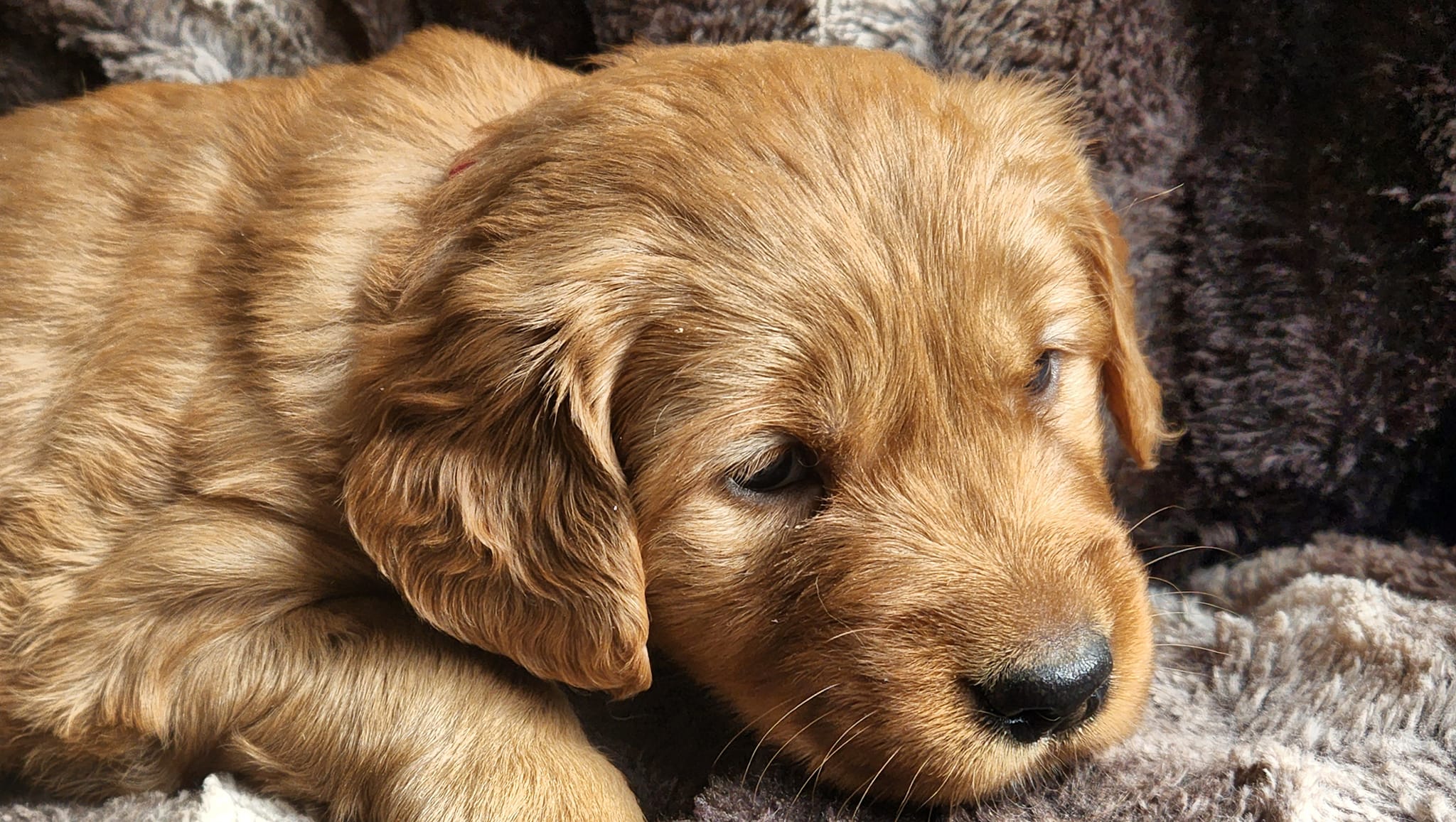 Carpediem Golden Retrievers... - Carpediem Golden Retrievers