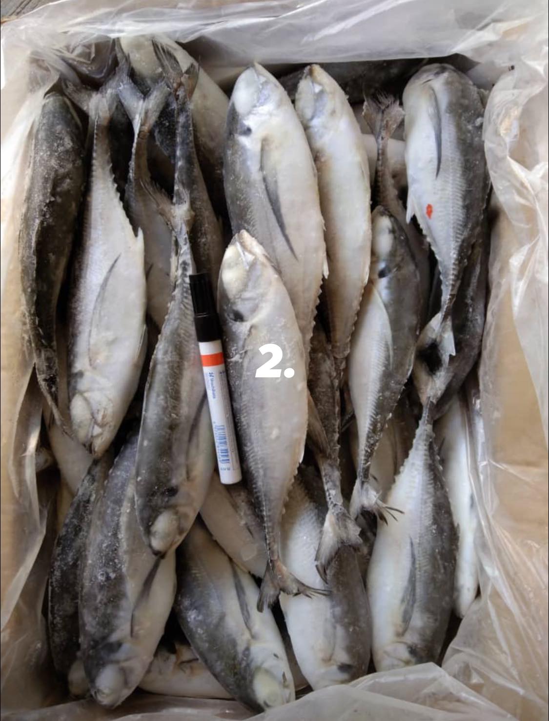 WWR Fish On Sdn. Bhd. | Kuantan