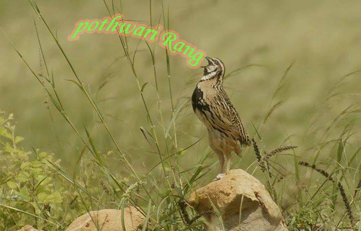 Pothwari Rang