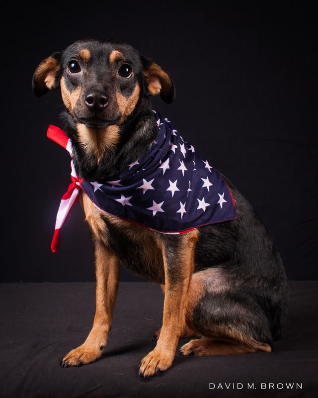 Shutter the... - Faces of Rescue with Shutter the Wonder Mutt
