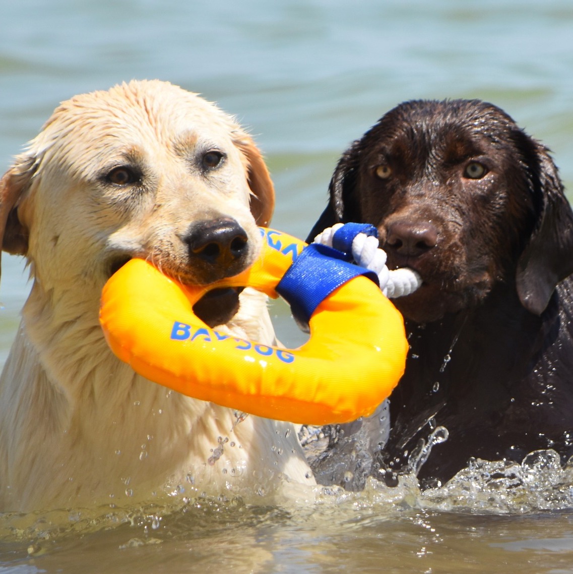 🐾 ️ Like Father,... - Blue Ridge Lane Labrador Retrievers | Facebook