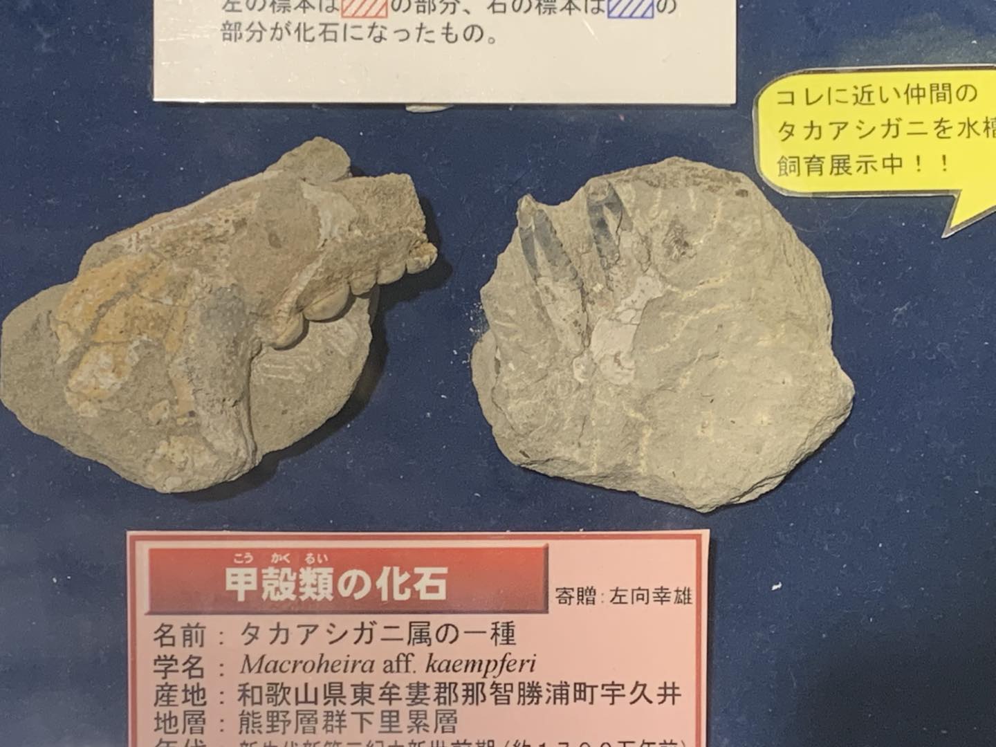 北海道で中生代白亜紀の新種アンモナイト化石が発見され