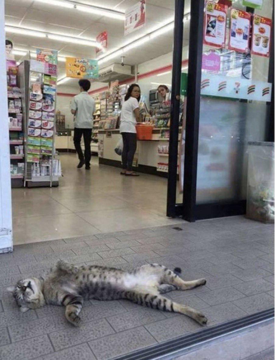 フェブリ - 今日も1日、暑かったね🥵 中に入っちゃダメと言われここで涼んでる👇 猫もばてる🐈暑さ🥲 ここは涼しいニャン🐈 | Facebook