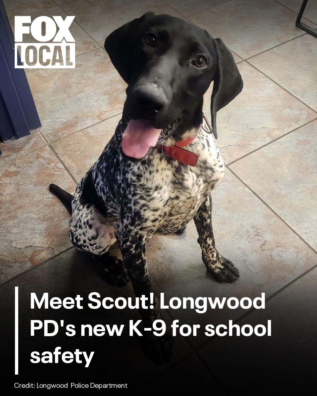 Welcome to Lyman High School, Scout! 🐶 Scout is one of the newest