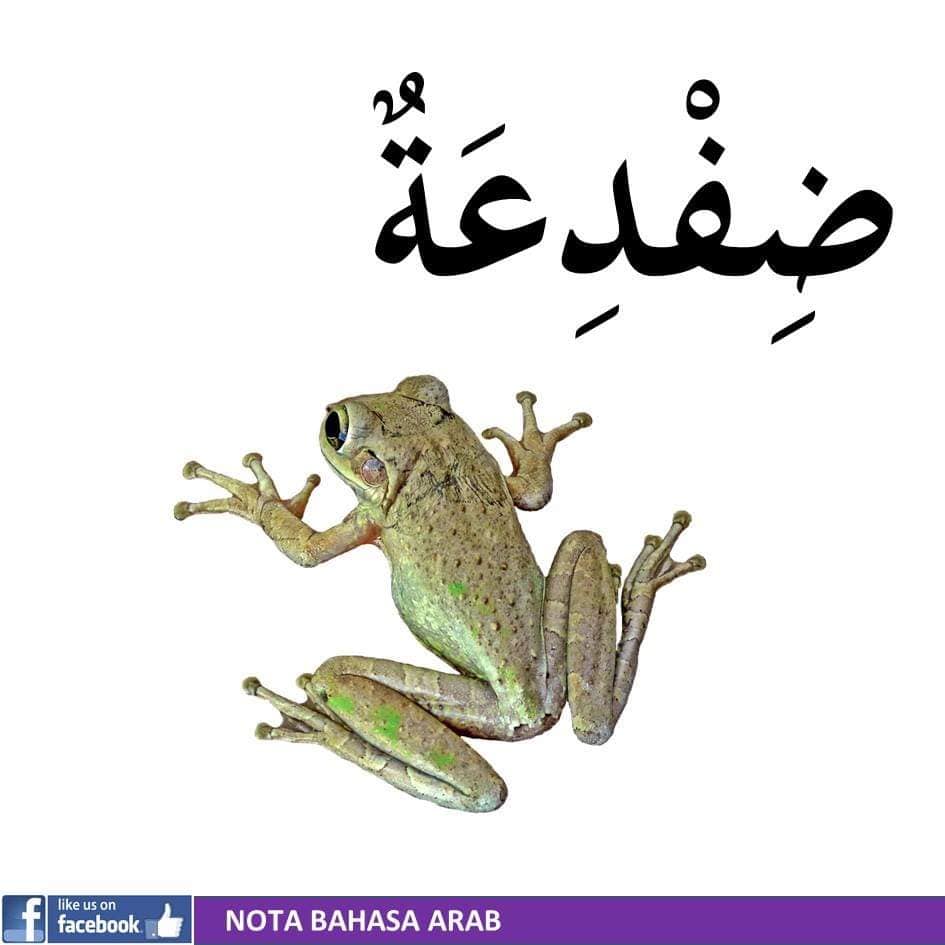 Sumber Nota Bahasa Arab Haiwan Maktabah Ummu Hayy Facebook