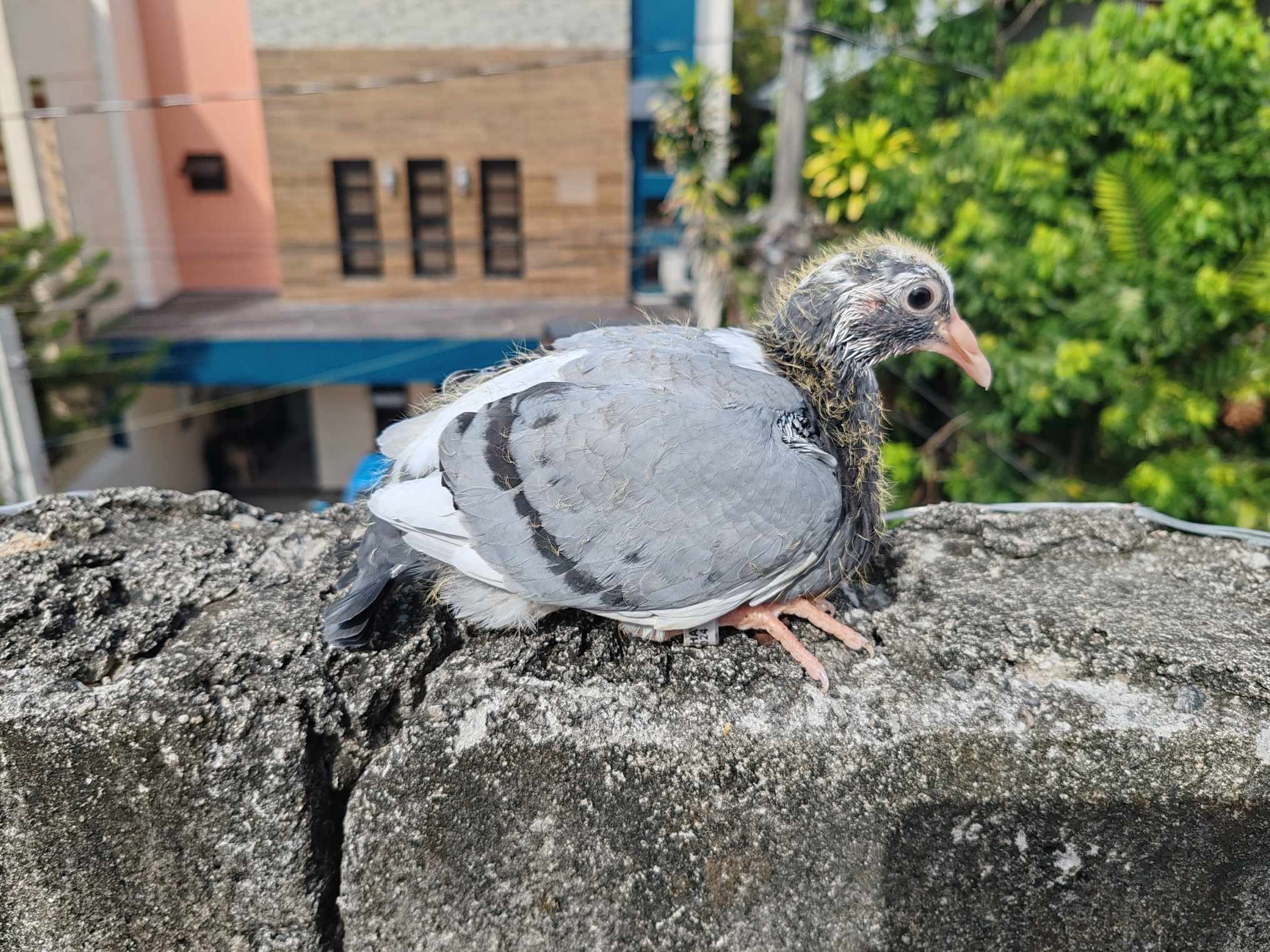 Rehome #24 Bird of Franco Mark Starting Point : 3 Points Step