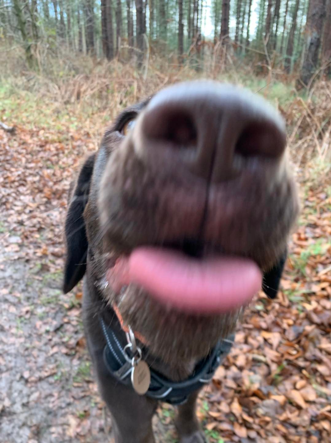 Ruff Ruff Walks - Monty Pluto Isla Phoebe & Rowdy ️🐾 | Facebook
