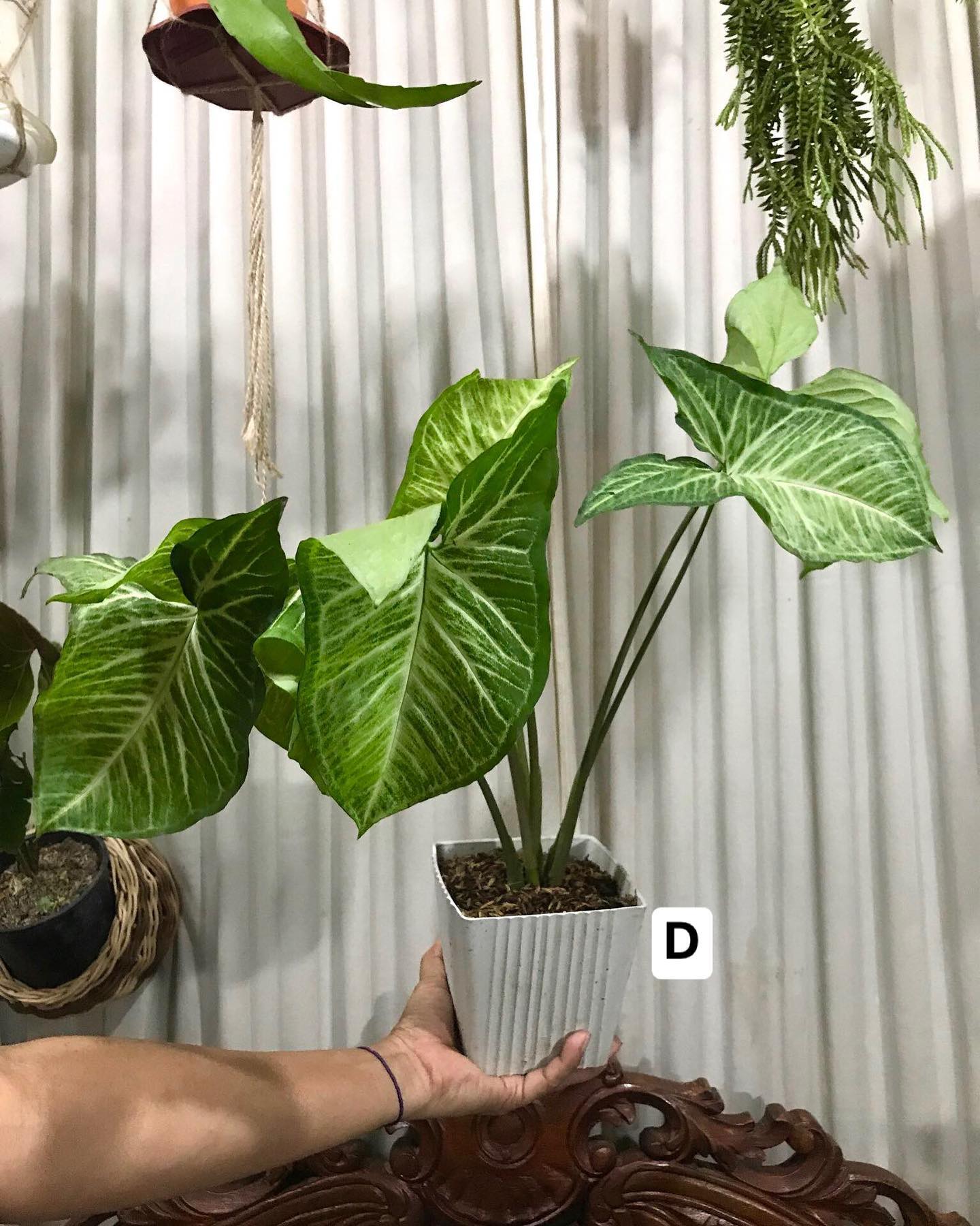 Buy 6 in bulk Syngonium Batik, Plant BPlants Against