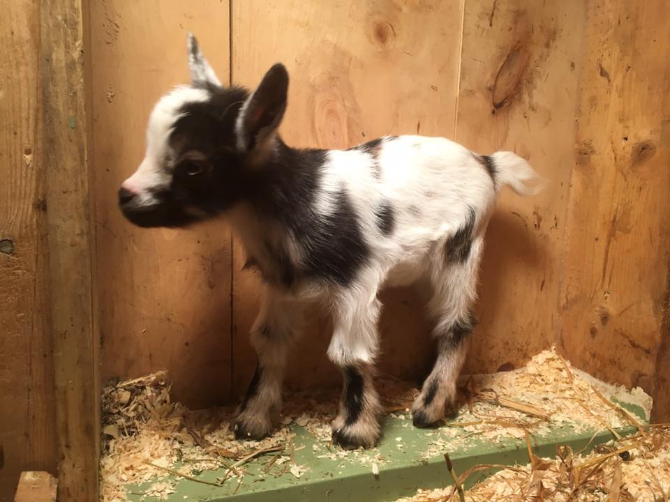 Sea Goat Farm | North Trescott ME
