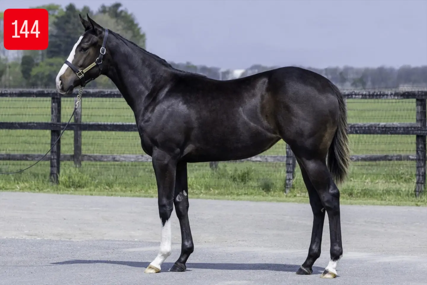 セレクトセール 上場予定馬のブラックタイプと動画を掲載しました🐴 1