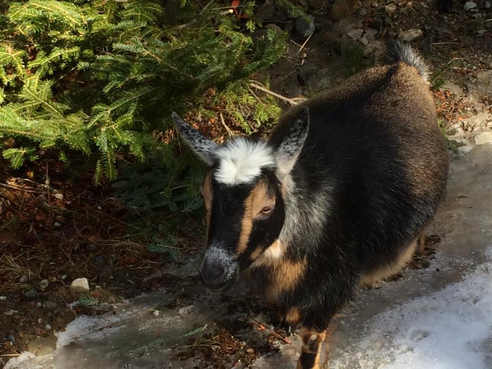 Sea Goat Farm | North Trescott ME