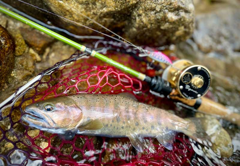 Megabass - 鯉のぼりをモチーフにした「天昇カラー・ルアーセット