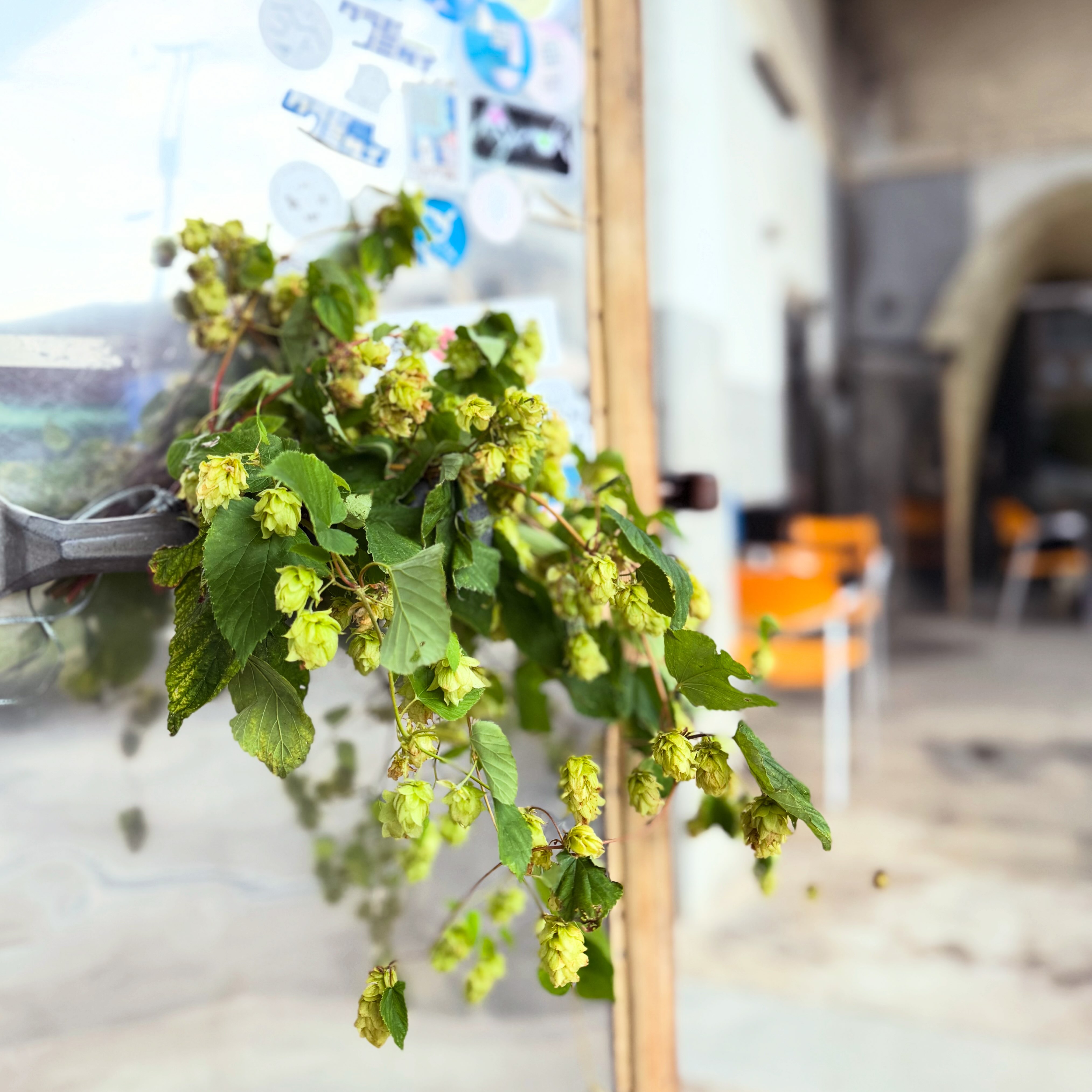 BRIGHT BLUE BREWING | Fujiyoshida-shi Yamanashi
