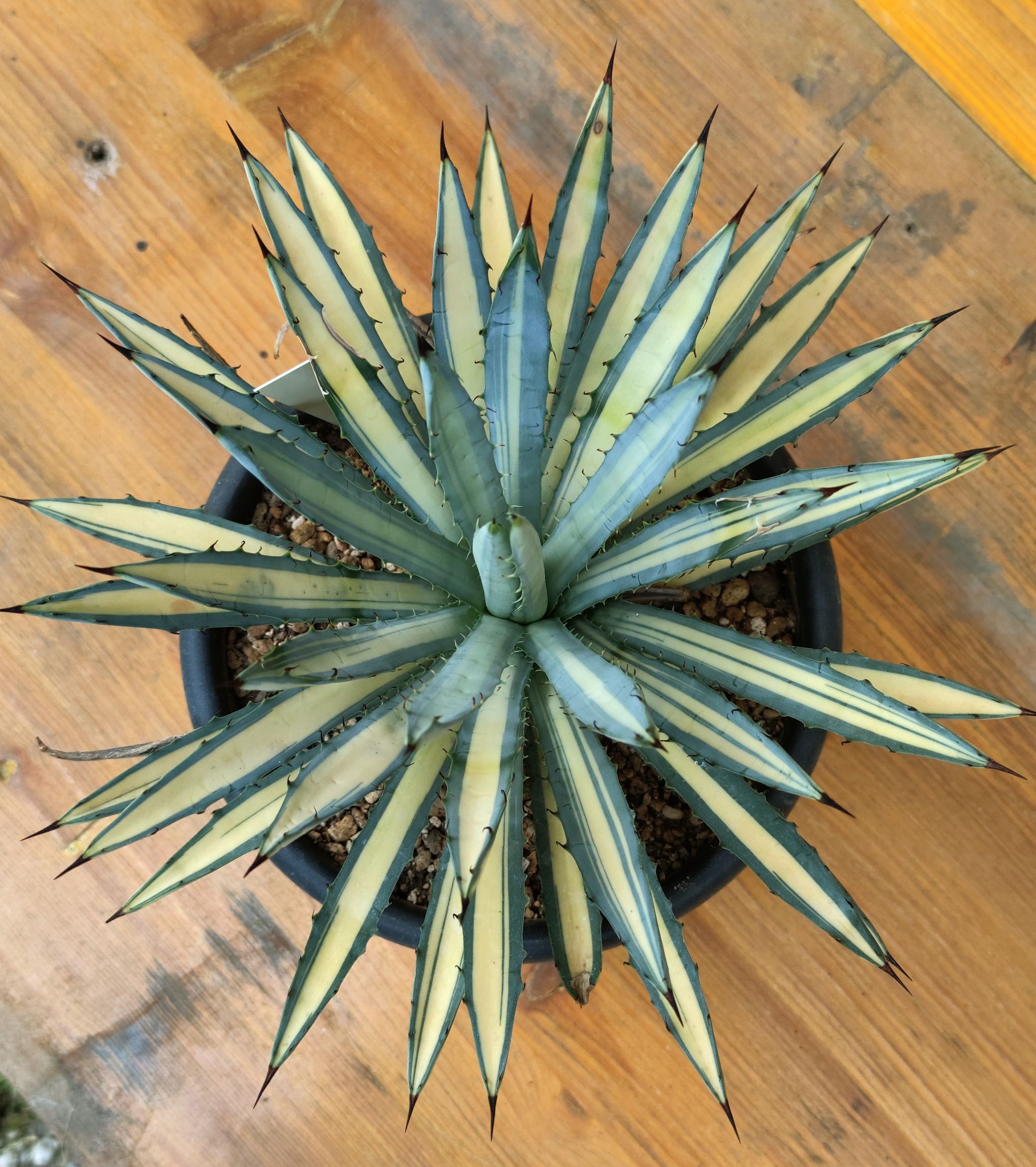 Agave Macroacantha mediopicta