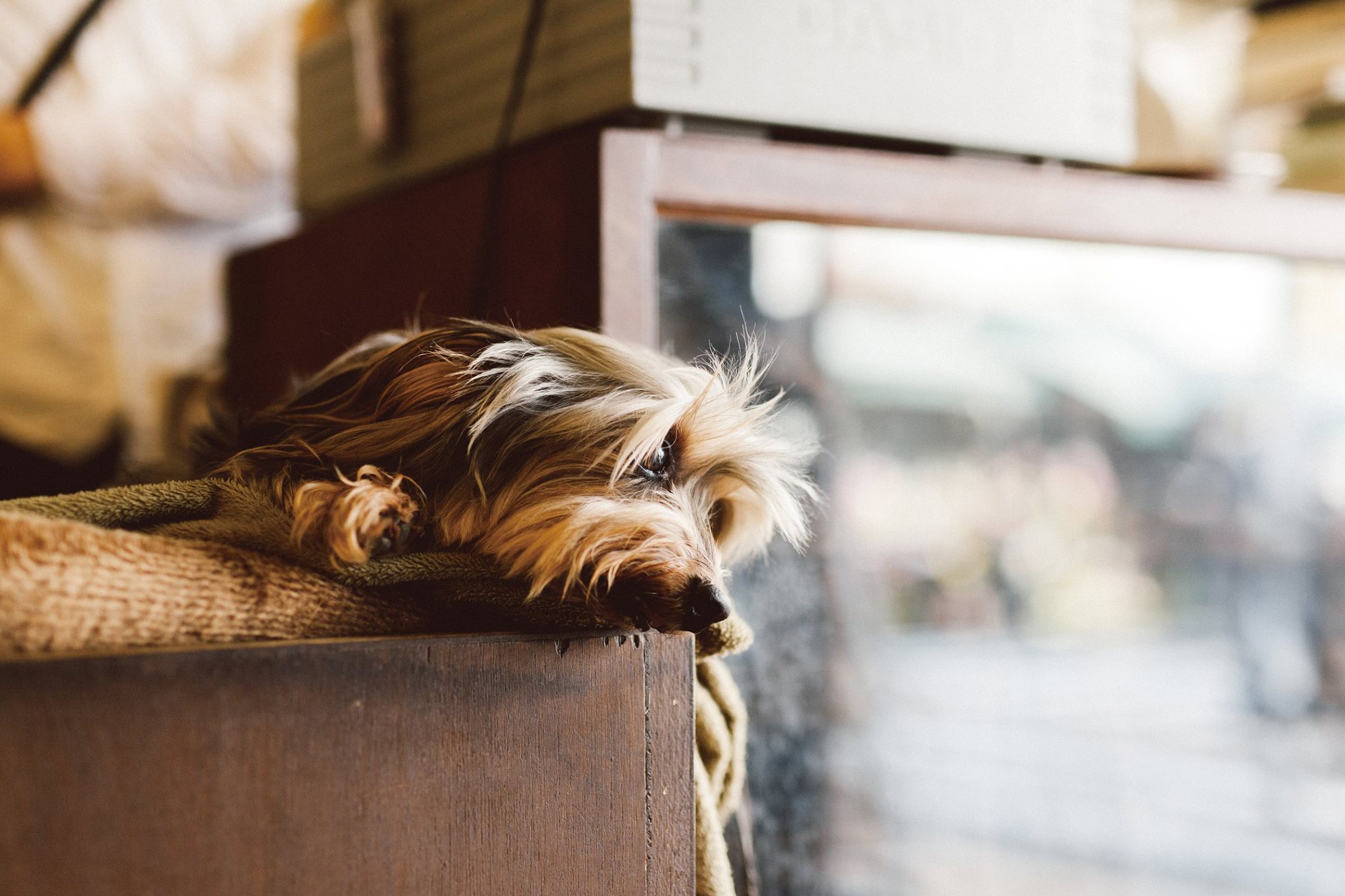 One Day - Life with a Dog - (@lifewithdog) • Facebook