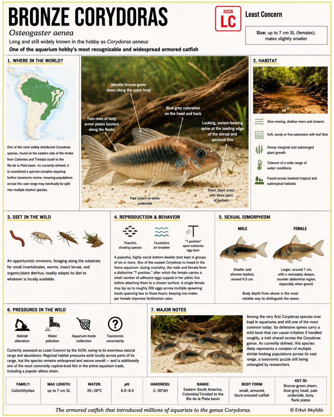 Corydoraspedia 4冊セット Corydoras genus division and catfish art