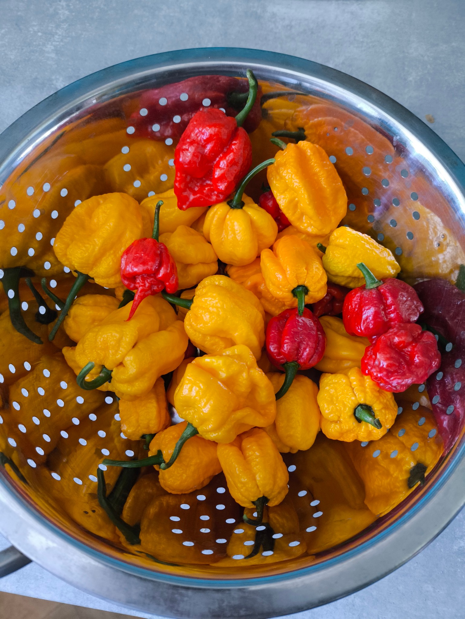 Chilli Craft