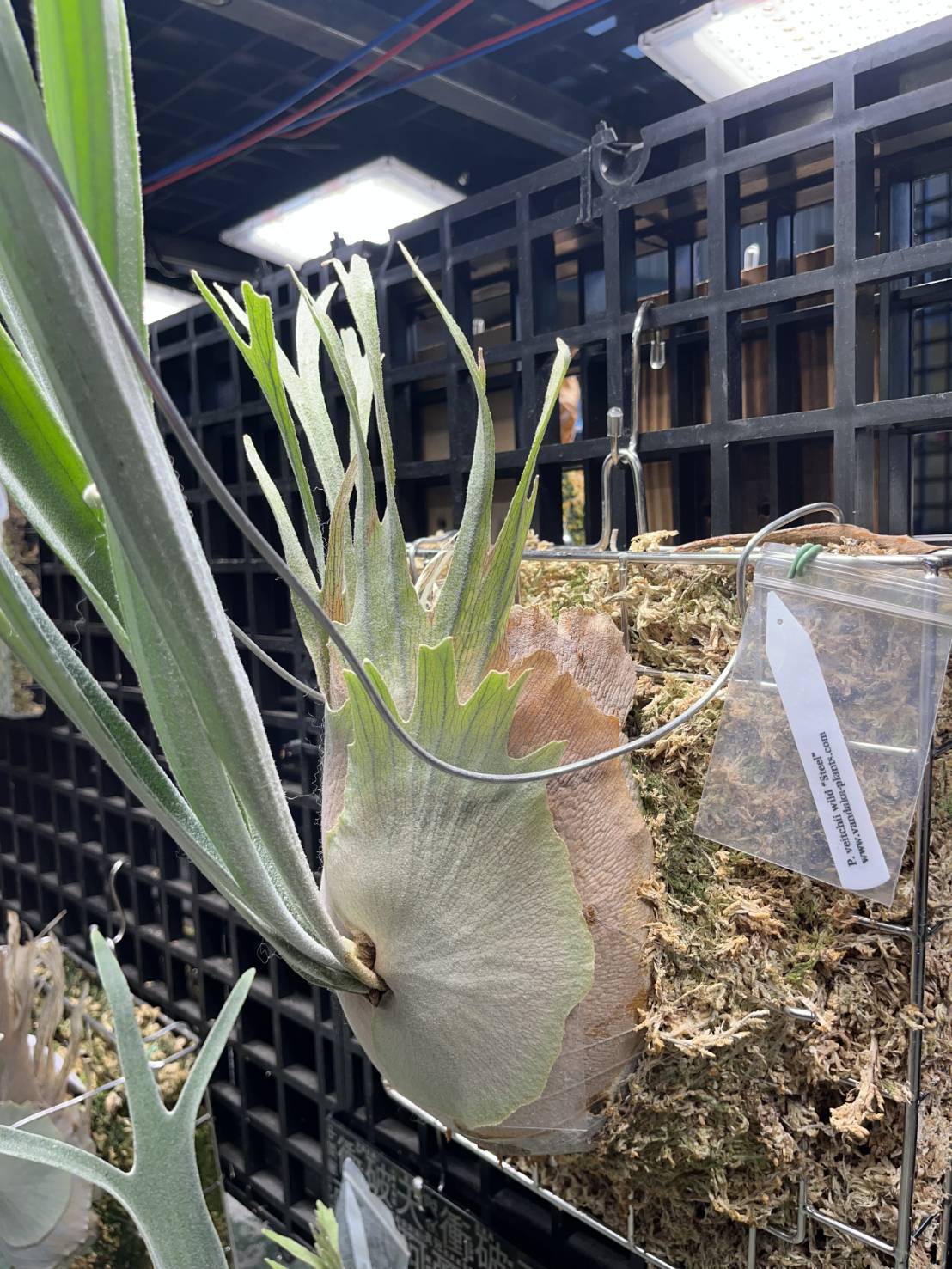 P. Veitchii wild 'steel' (VP#0) 野銀'鋼' 已出冠，鋼的特色是冠一根