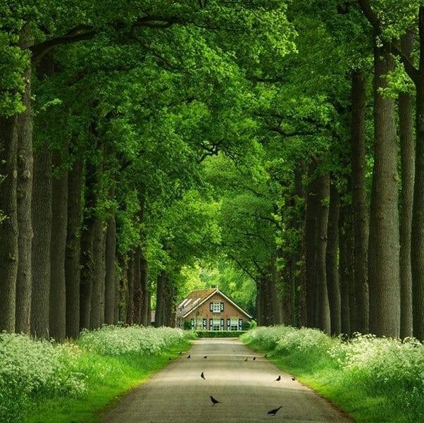 foResTree - For Rest in the Tree