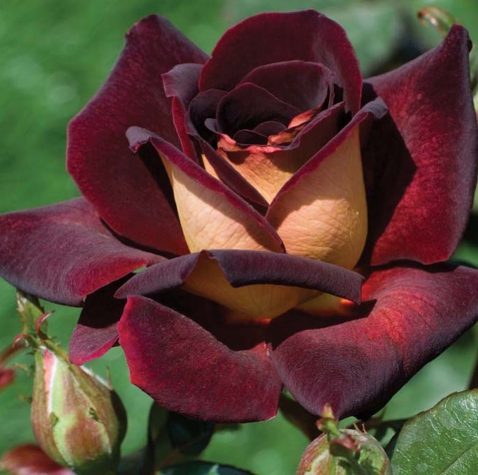 Eeek! We added this beauty to our... - The Backyard Blooms
