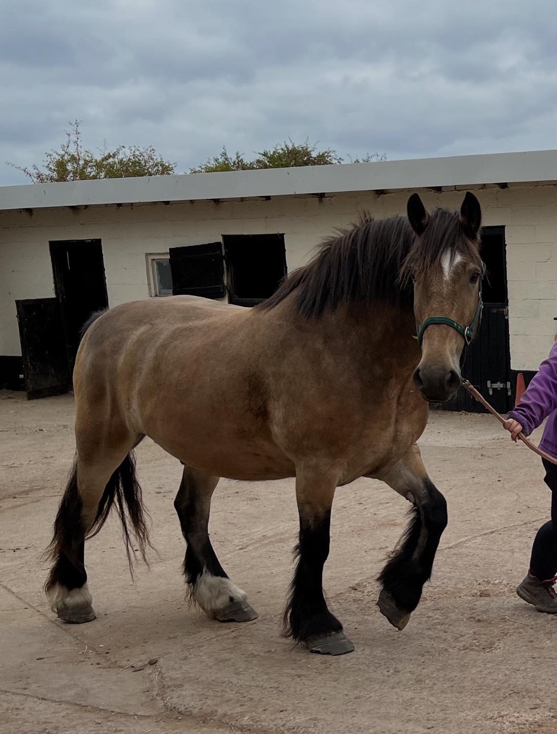 Some of you may have already noticed a... - Parkside Stables | Facebook