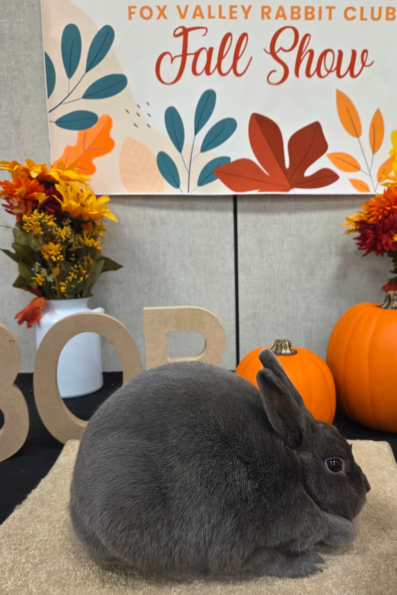 Baker Family Rabbitry | Madison WI
